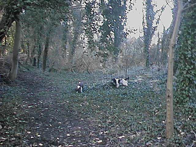 WHITE023.jpg (61174 bytes)